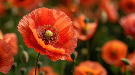 Red Poppy - Flower of the Year with Copy Space