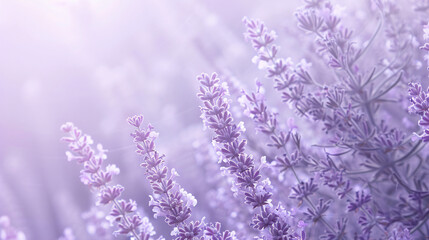 A soft lavender background for gentle and soothing product visuals.