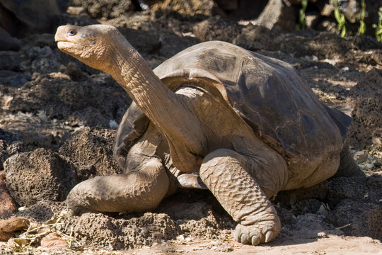 Now extinct Pinta Island tortoise - Lonesome George taken in 2008