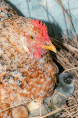 closeup of a free range hen