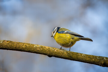 Fototapeta premium Eurasian blue tit sits on the thick branch on a sunny spring day with a blue grey background with copyspace.. Close-up portrait of Eurasian blue tit with blue-grey background with copyspace.