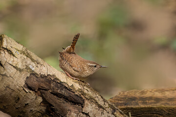 Eurasian wren stands on the wooden log on a spring sunny day