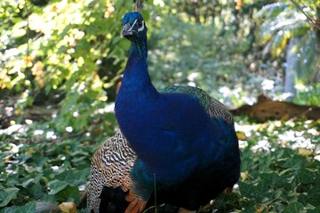 Anmutiger Pfau mit schönen bunten Federn im Wald wirft einen intensiven Blick zum Betrachter