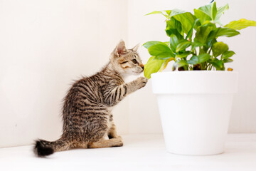 A little striped kitten sits on a white table, sniffing a flower in a pot and playing. Home comfort...
