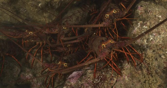 Den of California spiny lobster.