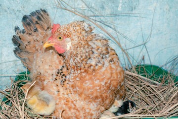 hen in the nest with her chicks