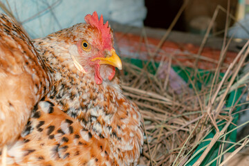 country hen in the nest