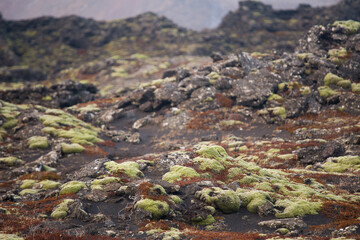 moss covered lava rocks