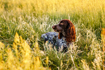 Russian brown spaniel lying in green grass in a field and lit by the setting sun