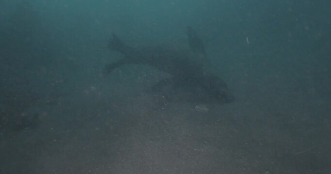 California sealion in low visibility up close.