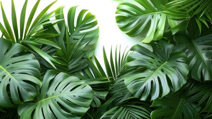 Vibrant Green Palm Tree Leaves in the Sunlight - Nature's Beauty