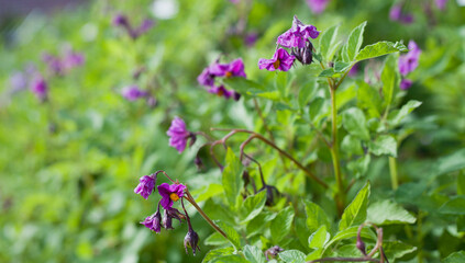 Purple potato flower in vegetable garden.