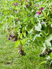 Purple and violet Potatoes flowers in sunlight grow on farm field. Close up of flowers of new potatoes and seed pods -  berries in organic vegetable garden.