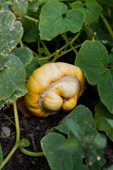 Pumpkin plant in the garden. - 767390017