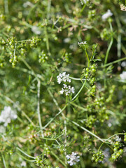 Coriander plants with seeds ready to harvest in the permaculture food forest.