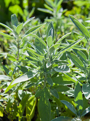 Sage herb bush in the vegetable garden. - 767390063