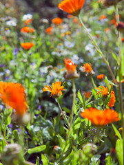 English Marigold in the wild garden -  orange blooming beautiful medicinal flowers.