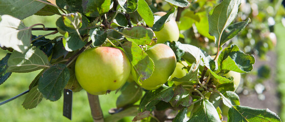 Apple trees with fruit in the orchard. - 767390073