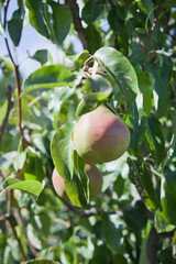 Pear tree  - Pyrus communis 'Conference' with green ripe delicious fruit ready for harvest in orchard. Food forest, with trained trees.  Permaculture garden. - 767390083