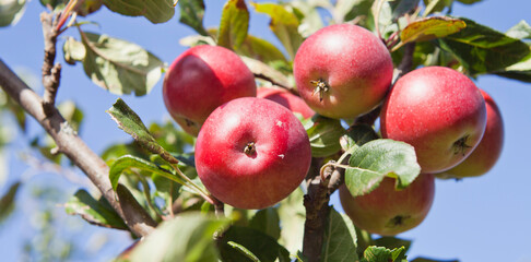 Red apple variety on the fruiting tree - malus domestica red devil in the permaculture forest garden. Small fruits on the lush green trees, fruit ready to harvest. - 767390219