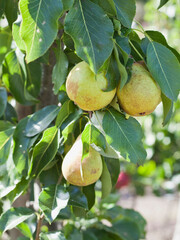 Beth Pear tree -  is an excellent early-season pear tree with juicy sweet fruit.
