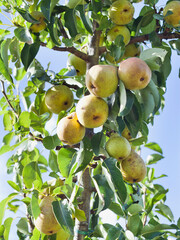 Beth Pear tree -  is an excellent early-season pear tree with juicy sweet fruit. Pyrus communis 'Beth' is a gardener's favourite variety. - obrazy, fototapety, plakaty