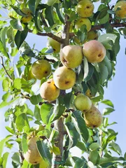 Rucksack Beth Pear tree -  is an excellent early-season pear tree with juicy sweet fruit. Pyrus communis 'Beth' is a gardener's favourite variety. © JoannaTkaczuk