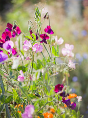 Pink and purple sweet pea flowers in the wild English garden.Beautiful blossom in the sunny day.