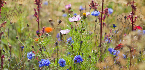 Pink , purple and White cosmos and cornflower flowers in the beautiful wild meadow garden. - 767390274