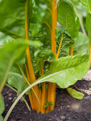 Beet Leaf sunset Chard -   healthy salad leaves in the garden, characteristic yellow golden stalks.