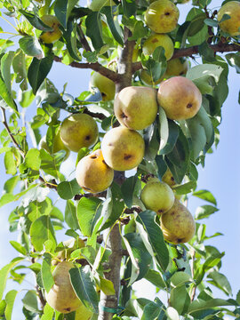 Beth Pear tree -  is an excellent early-season pear tree with juicy sweet fruit. Pyrus communis 'Beth' is a gardener's favourite variety.