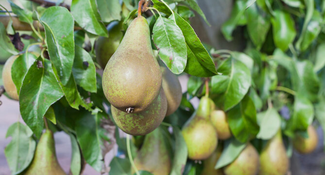 Pear tree  - Pyrus communis 'Conference' with green ripe delicious fruit ready for harvest in orchard. Food forest, with trained trees.  Permaculture garden.