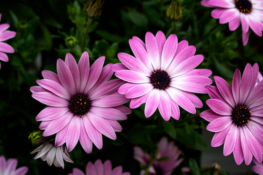 Osteospermum Purple Sun
(African Daisy) With its apricot-orange and purple-lilac flowers from early summer until the first frost, this low-spreading perennial is fantastic value for money.