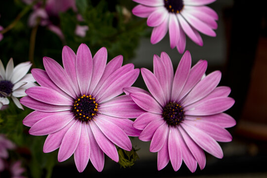 Osteospermum Purple Sun
(African Daisy) With its apricot-orange and purple-lilac flowers from early summer until the first frost, this low-spreading perennial is fantastic value for money. 