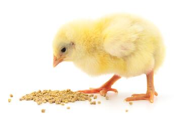 Baby chicken having a meal