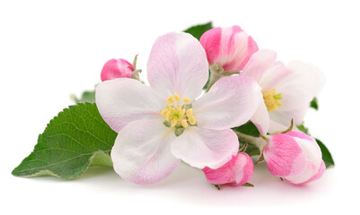 Apple flowers with leaves. - 767391845