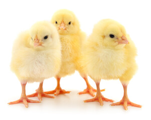 Three yellow chickens. - 767391846