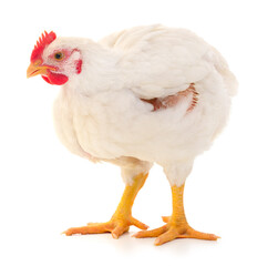 white hen isolated. - 767391872