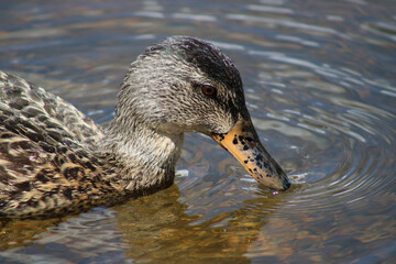 Mallard duck profilein pond with clear rippling water.  Waterfowl swimming in water with rippled ring surrounding it. Macro image of waterfowl..  