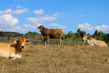 Cows resting and grazing in a vast pasture under a blue sky