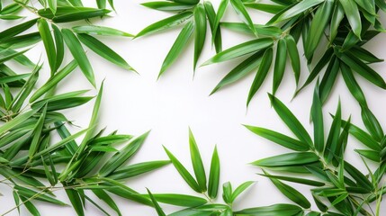 Fresh Green Bamboo Leaves on White Background - Isolated Nature Stock Photo