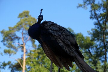 Anmutiger Pfau mit schönen bunten Federn wirft einen intensiven Blick zum Betrachter, frontal