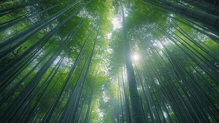 Fototapeta na wymiar Serene Beauty: A Majestic Bamboo Forest