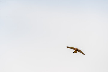 Pájaro en Rambla de Castro los Realejos, Tenerife.