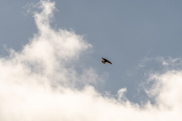 Pájaro en Rambla de Castro los Realejos, Tenerife.