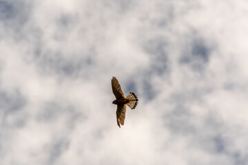 Fototapeta premium Pájaro en Rambla de Castro los Realejos, Tenerife.