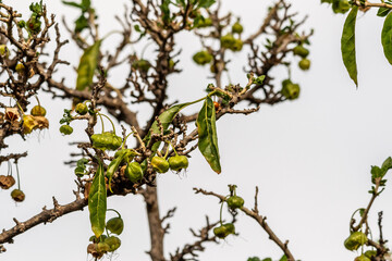 Flora en Rambla de Castro los Realejos, Tenerife.

