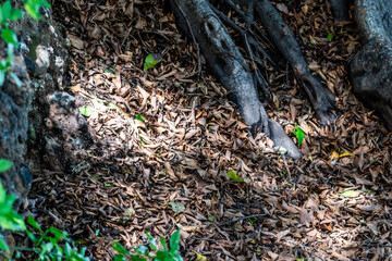 Flora en Rambla de Castro los Realejos, Tenerife.