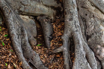 Flora en Rambla de Castro los Realejos, Tenerife.