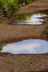 Sendero en Rambla de Castro los Realejos, Tenerife.